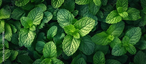 mint leaves green Background