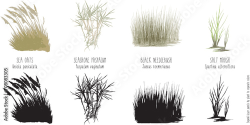 illustrations of saltwater grasses near gulf of mexico, sea oats paspalum salt marsh spartina patens black needlerush plants photo