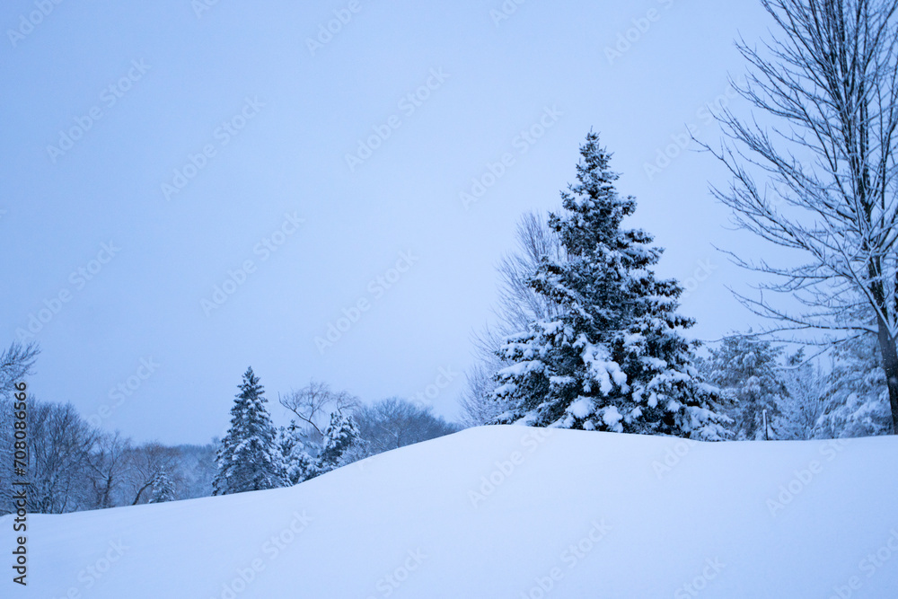 Obraz premium the snowy trees are in a line, surrounded by snow