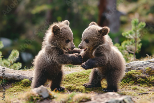 Spirited Play: Young Brown Bear Cubs Engaged in a Friendly Tussle Outdoors