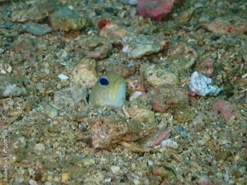 gobio blenny