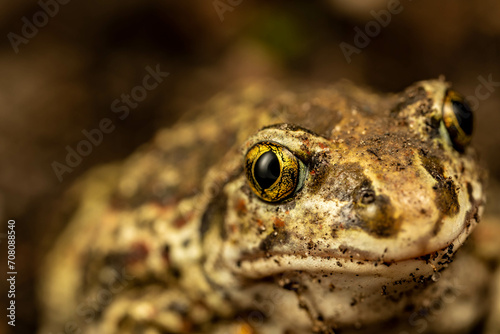 żaba, frog, eye