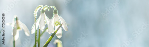 Foto Galanthus, snowdrop flowers