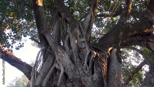 A close up shot of Ficus religiosa tree trunk.It is also known as the bodhi tree, pippala tree, peepul tree, peepal tree or ashwattha tree (in India and Nepal). photo