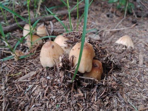 Forest mushroom, convex cap, ovate cap