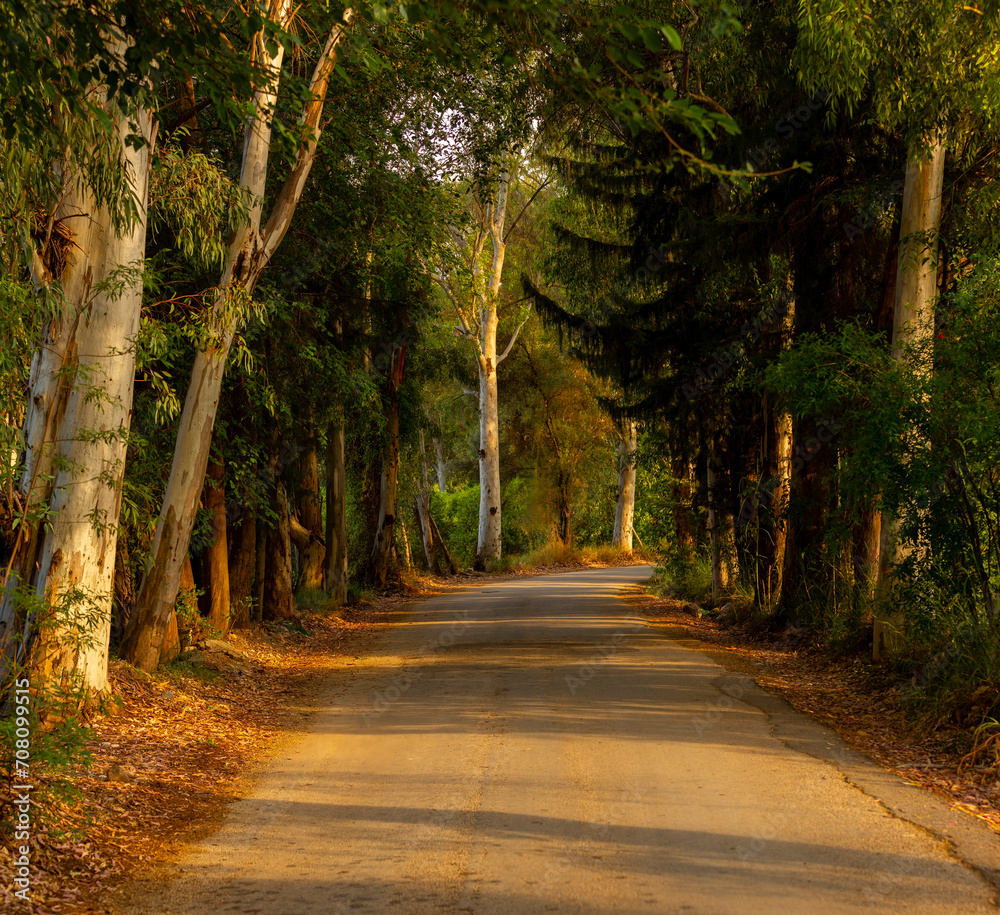 Obraz premium The road through the big trees