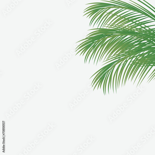 Coconut palm leaf isolated on white background