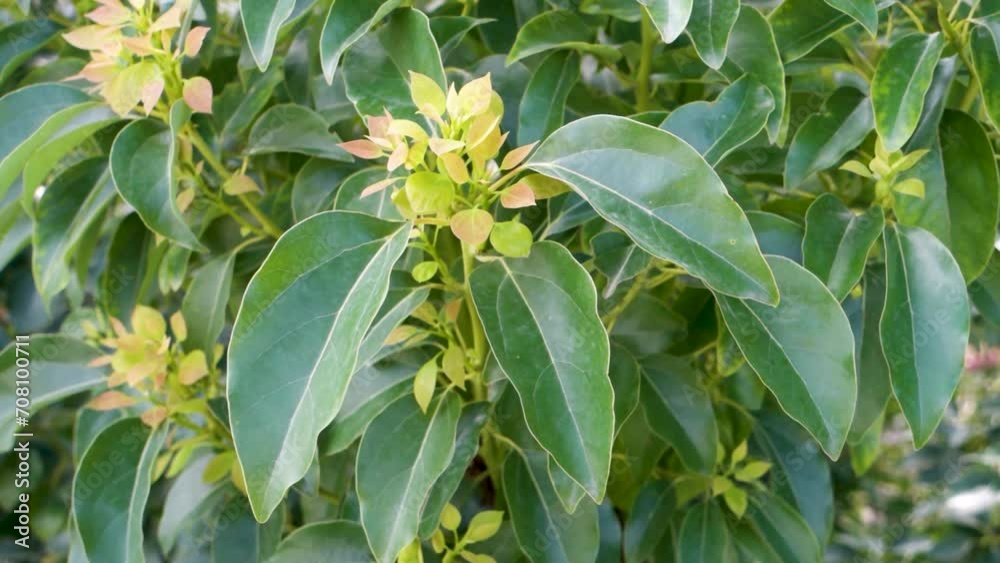 New soft leaves emerging of Cinnamomum camphora , Commonly known as Camphor. Uttarakhand India. New soft leaves emerging of Cinnamomum camphora , Commonly known as Camphor. Uttarakhand India.