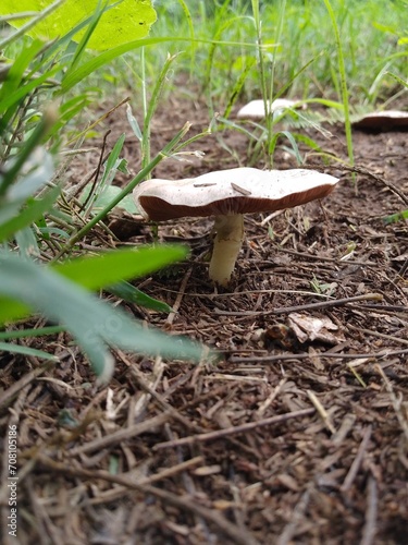 Forest mushroom, flat cap, among grass