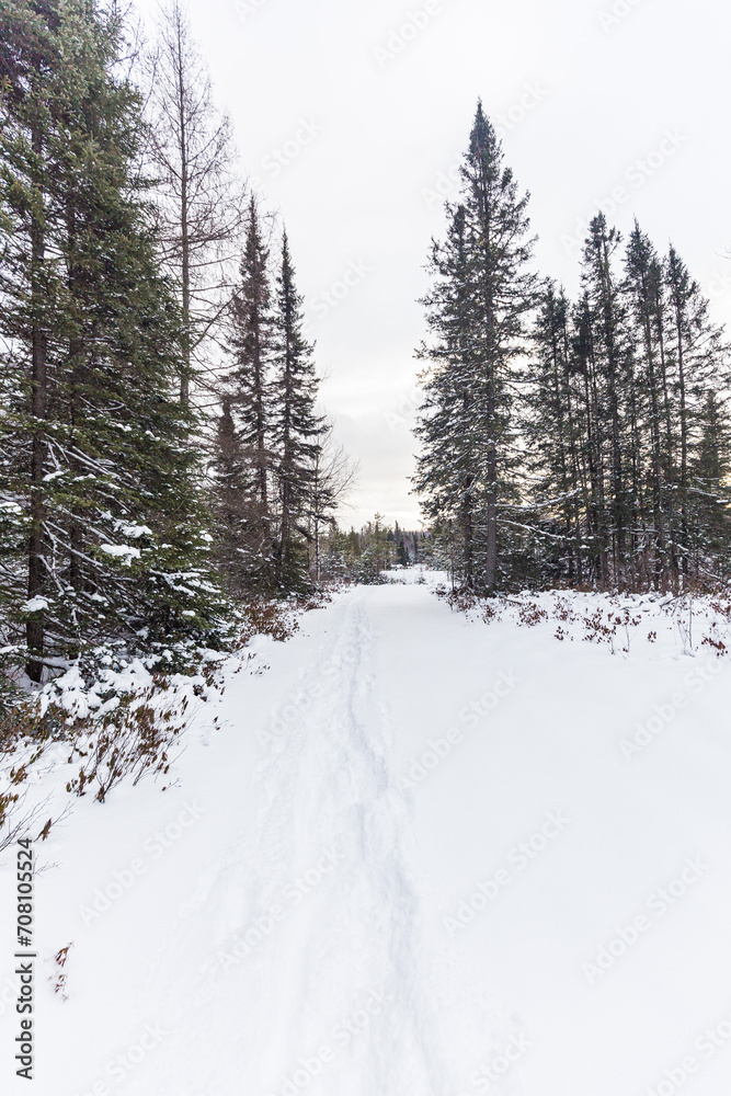 snow trail in the forest