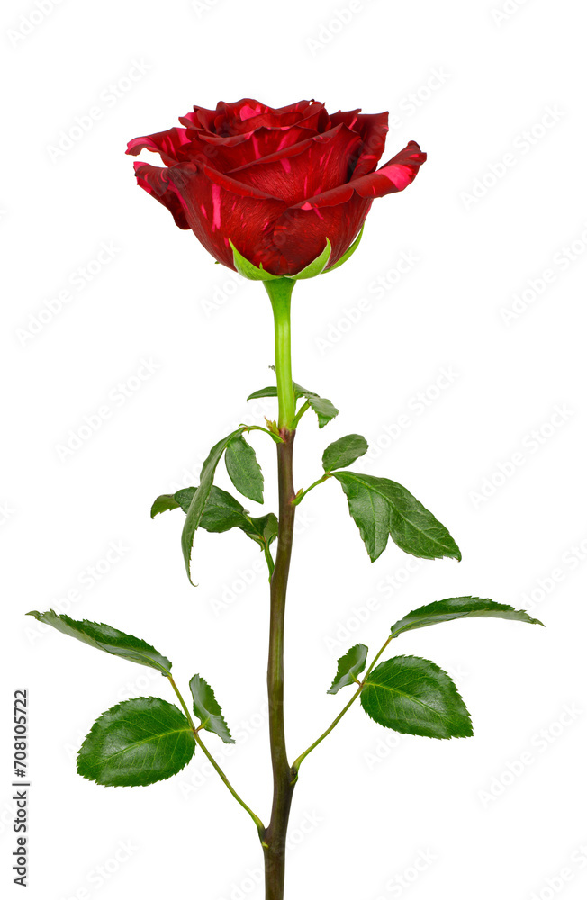 Red rose isolated on transparent background Red rose isolated on transparent background