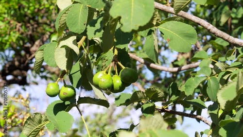 Piqui, typical fruit from the Brazilian Cerrado