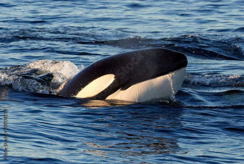 Orca Eastern Tropical Pacific © Jay S
