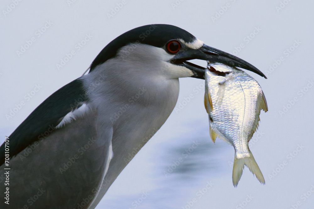 Naklejka premium Um socó cinzento se preparando para engolir um peixe aparentemente muito grande para o seu bico... mas no final ele consegue.