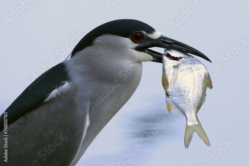 Um socó cinzento se preparando para engolir um peixe aparentemente muito grande para o seu bico... mas no final ele consegue.