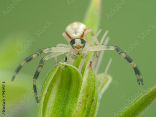 P8270086 male goldenrod crab spider, Misumena vatia, facing camera cECP 2023