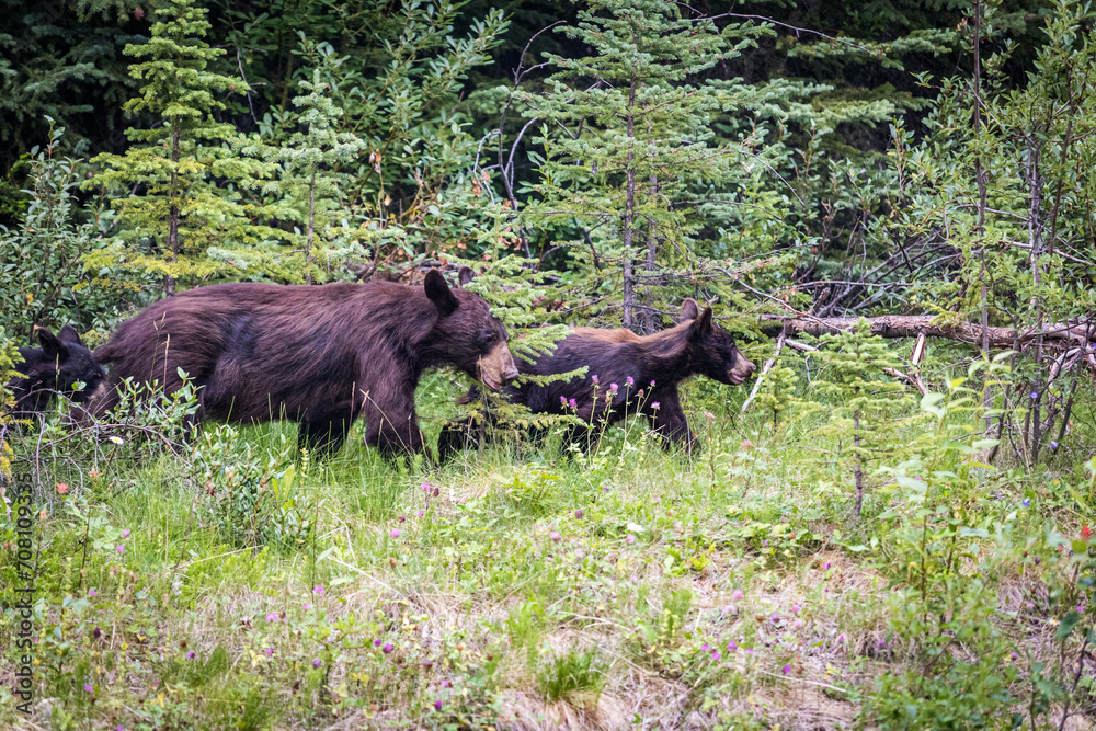 Fototapeta premium bear mom with cubs