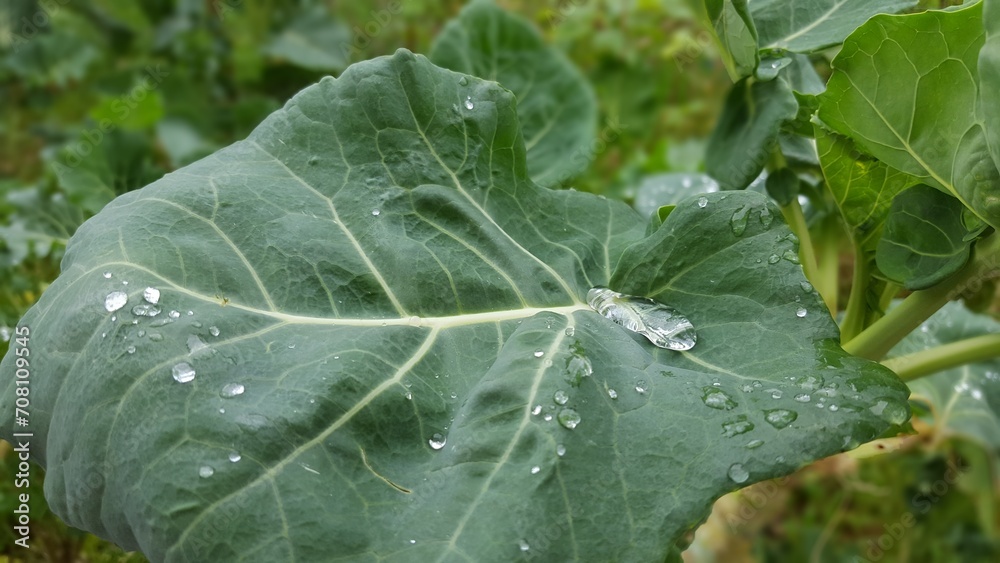 dew on a leaf dew on a leaf