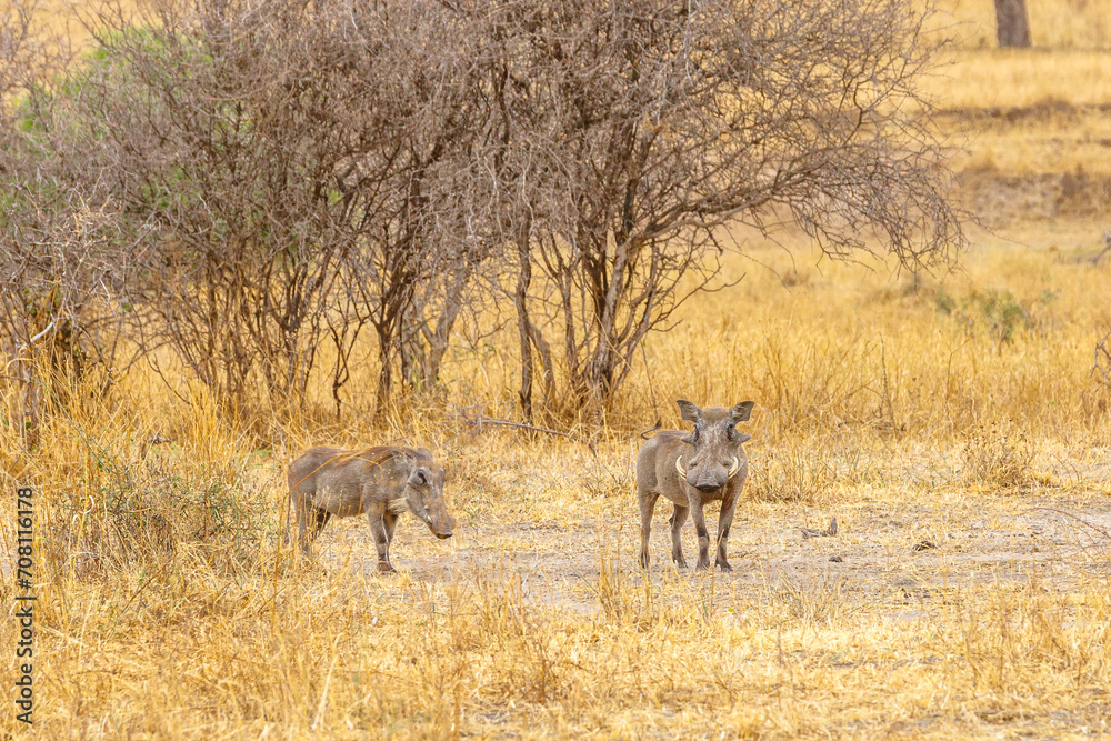 Fototapeta premium Warthogs