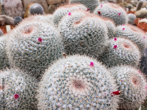 Mammillaria hahniana (Werderm cactus) with radial spines and flowers