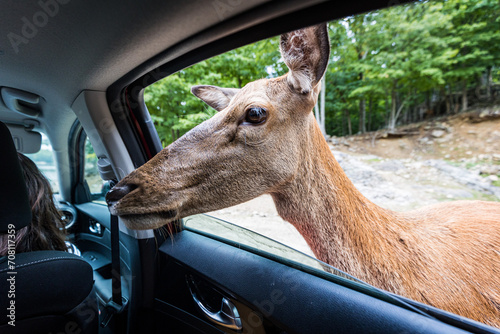 Animal face entering a car