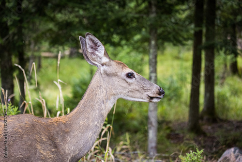 profile of a deer