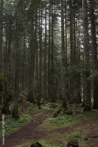 path in the woods