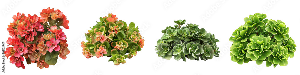 Kalanchoe  Flower Pile Of Heap Of Piled Up Together Hyperrealistic Highly Detailed Isolated On Transparent Background Png File