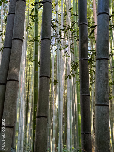 Famous Arashiyama Bamboo Forest in Kyoto  Japan. Tall bamboo trees with sunlight at the background at Arashiyama  one of the most famous tourist place in Kyoto  Japan. Background