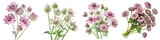 Astrantia  Flower Pile Of Heap Of Piled Up Together Hyperrealistic Highly Detailed Isolated On Transparent Background Png File