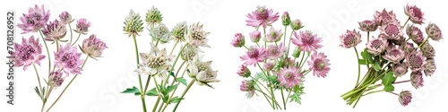 Astrantia Flower Pile Of Heap Of Piled Up Together Hyperrealistic Highly Detailed Isolated On Transparent Background Png File