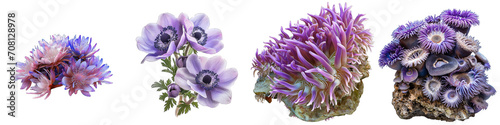 Anemone  Flower Pile Of Heap Of Piled Up Together Hyperrealistic Highly Detailed Isolated On Transparent Background Png File