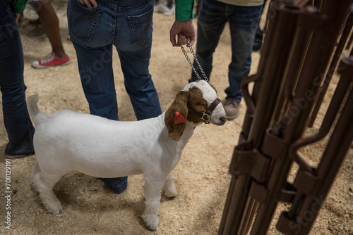 This close up image shows a show goat being next to the legs of it's owner as it's being judged at a competition.