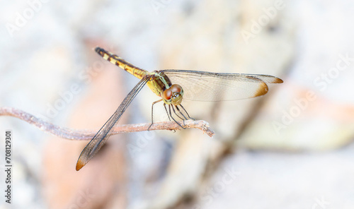 Band-winged Dragonlet (Erythrodiplax umbrata) Perching in Brazil photo