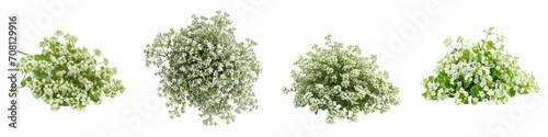 Alyssum Flower Pile Of Heap Of Piled Up Together Hyperrealistic Highly Detailed Isolated On Transparent Background Png File