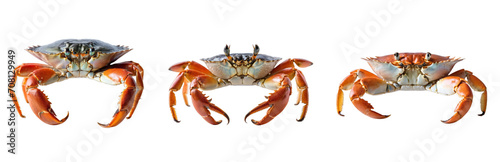 Crab on a trasnparent background, PNG format