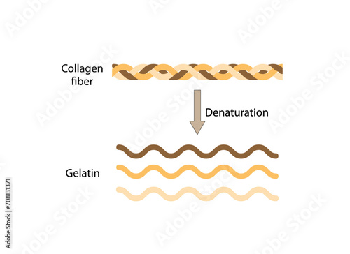 Collagen Digestion, Denaturation, Degradation and hydrolysis. Collagen digestion Gelatin Peptides and Amino acids. Vector Illustration.