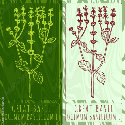 Vector drawings GREAT BASIL. Hand drawn illustration. Latin name OCIMUM BASILICUM L.