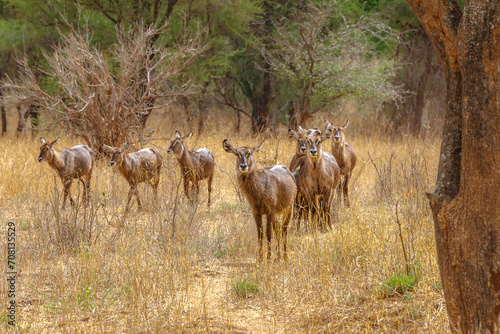 Waterbuck - Tarangire National Park