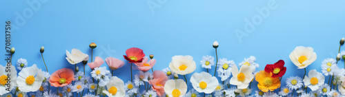 Spring flowers on blue background with copy space © Mik Saar