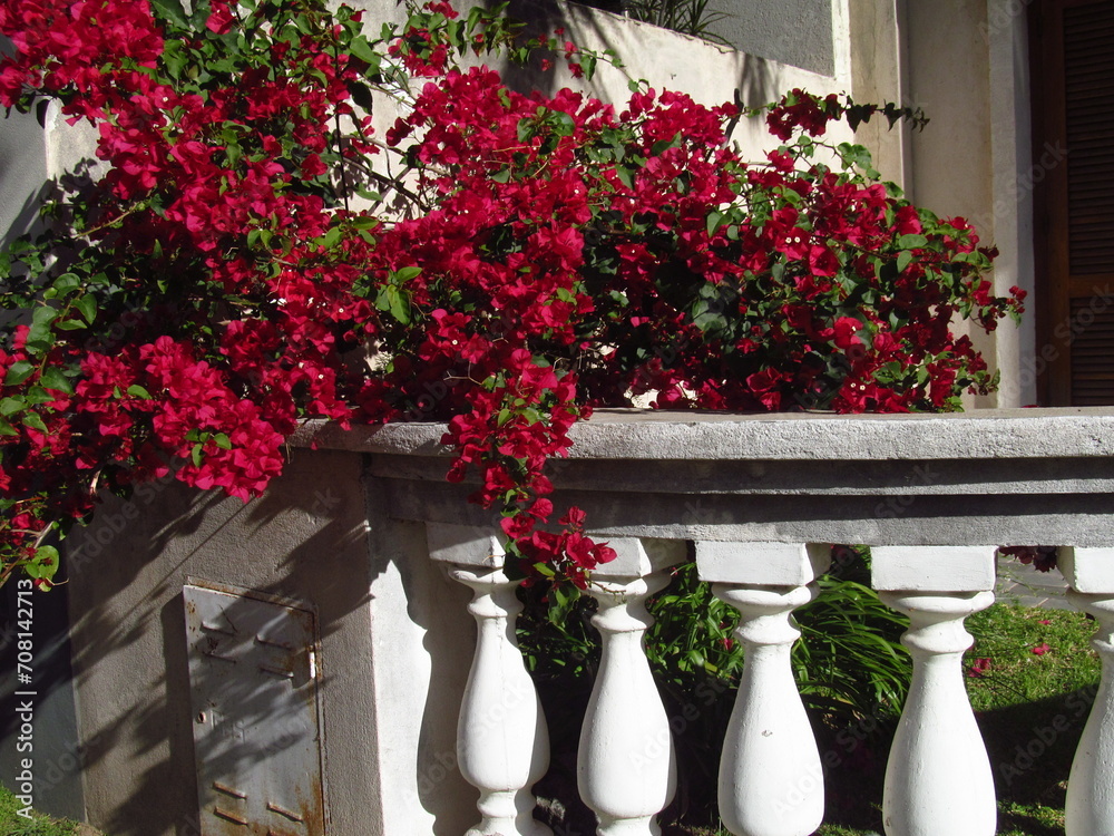 Fototapeta premium Street garden