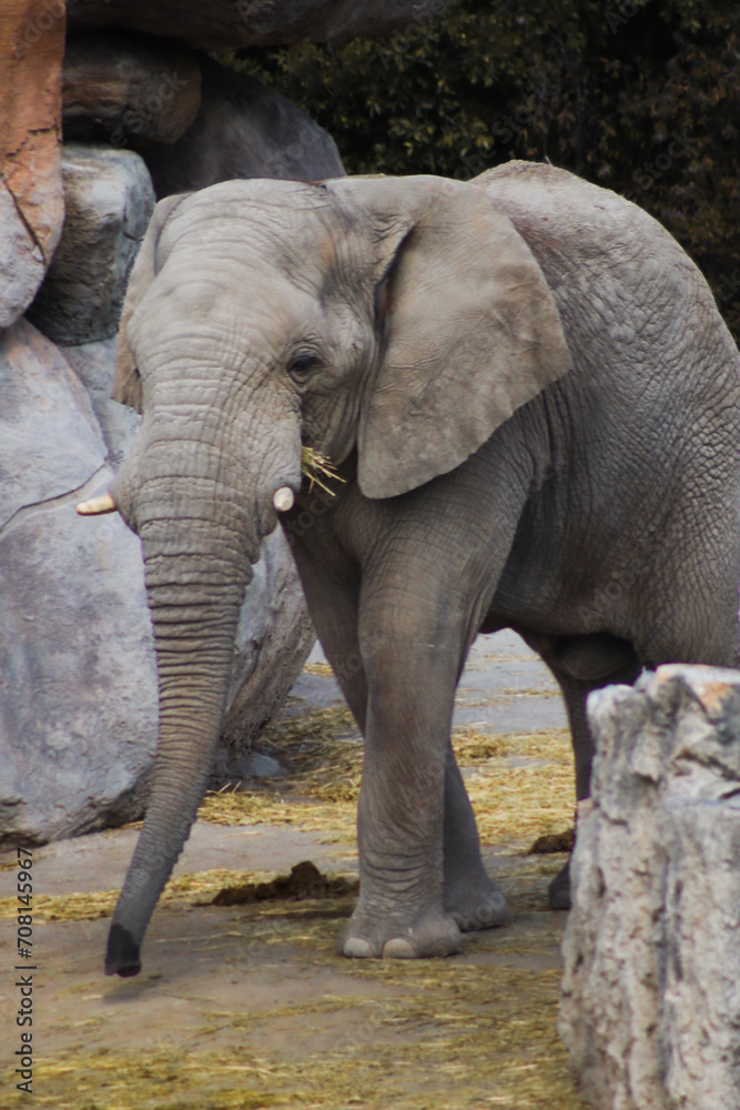 portrait of an elephant walking in the jungle