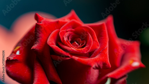Macro shot of the petals of a natural rose  representing the concept of love  Valentine s Day  Mother s Day. Copyspace