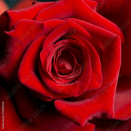 Macro shot of the petals of a natural rose  representing the concept of love  Valentine s Day  Mother s Day. Copyspace