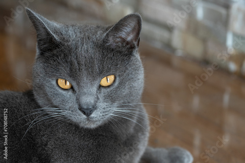 Fotografía Portrait of adorable Chartreux cat