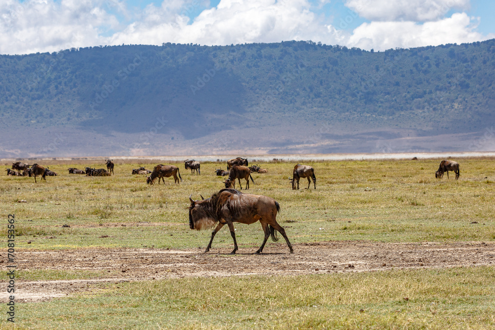 Fototapeta premium Wildebeest - Tarangire, Serengeti, Ngorongoro