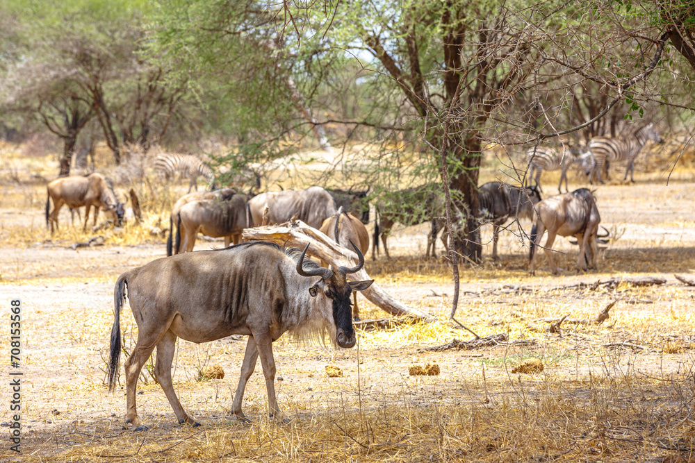 Wildebeest - Tarangire, Serengeti, Ngorongoro Wildebeest - Tarangire, Serengeti, Ngorongoro