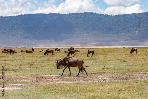 Wildebeest - Tarangire  Serengeti  Ngorongoro