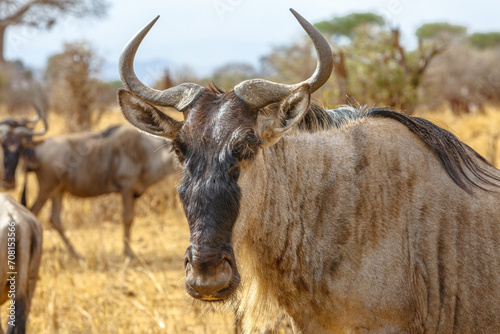 Wildebeest - Tarangire, Serengeti, Ngorongoro