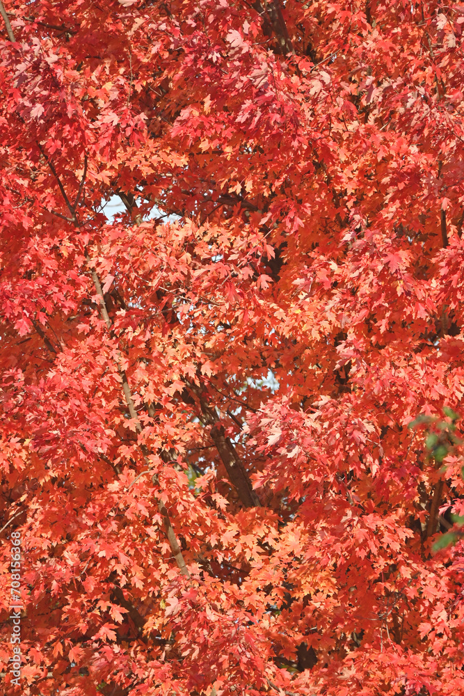 Red Maple Tree Red Maple Tree